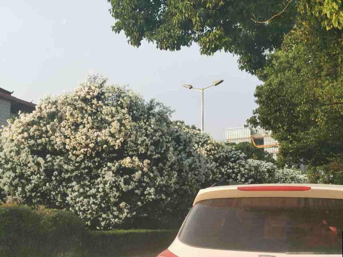 路边的野花不要采:这4种路边花,好看却不可触碰! 路边的野花不要采:这4种路边花,好看却不可触碰!