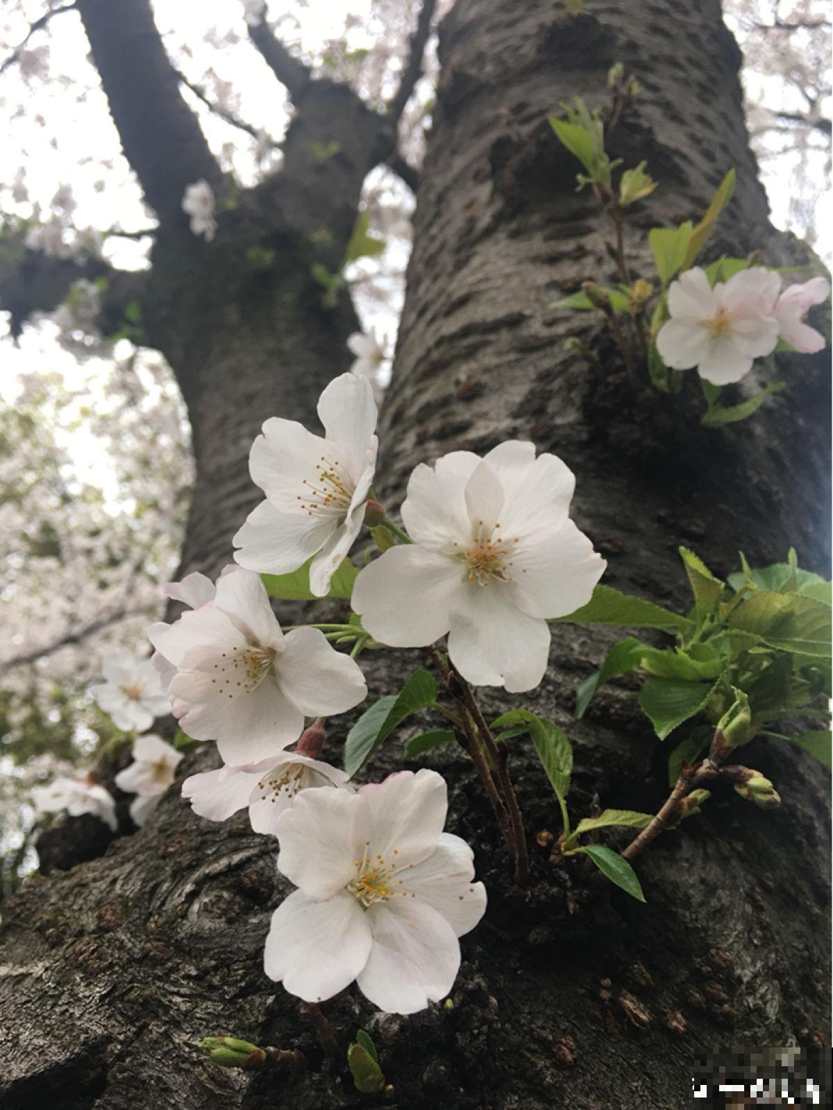 精致的农村院子，主要是种了这4种花，爬藤地栽木本都有