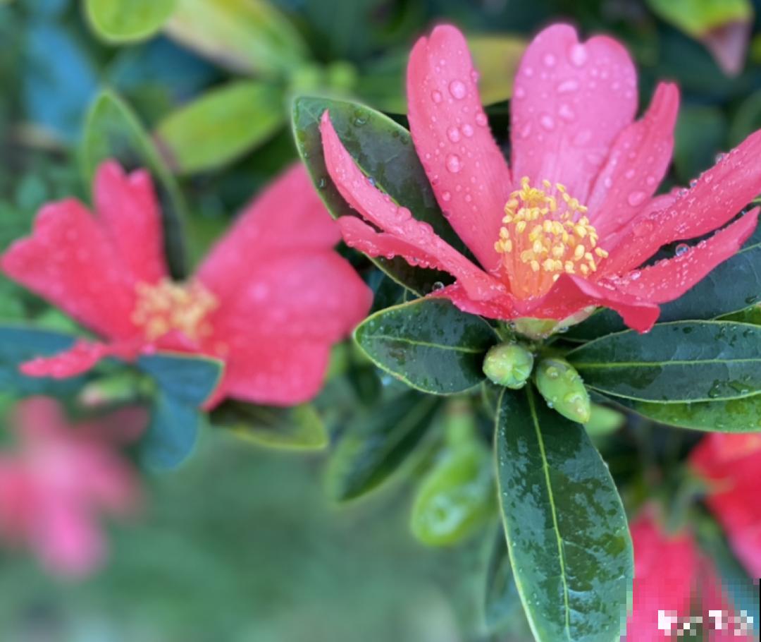 10种花并不是一次性,掌握养护要点,还能复花 10种花并不是一次性,掌握养护要点,还能复花