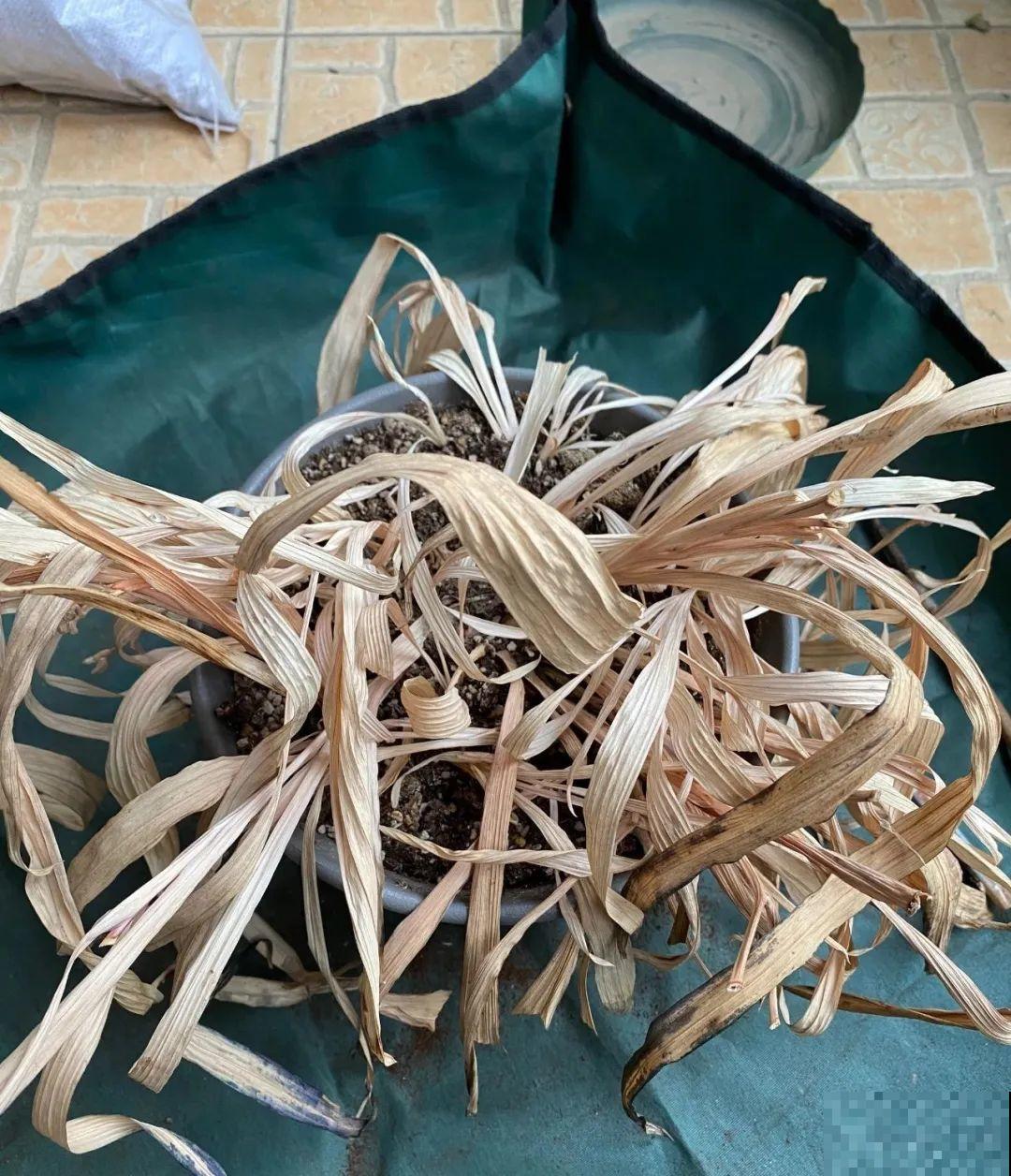 开花超香的香雪兰，夏天叶子全黄了，挖出满盆小球，大丰收！
