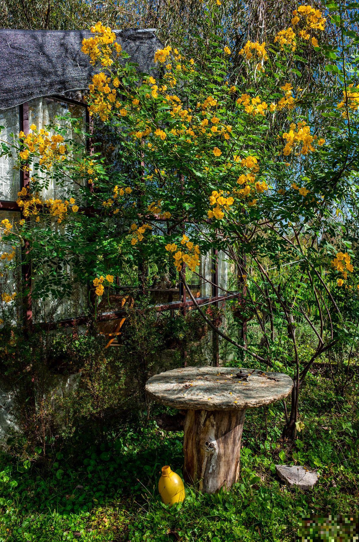 真正适合养花的院子，都有4个特点，利用好了院子变花园