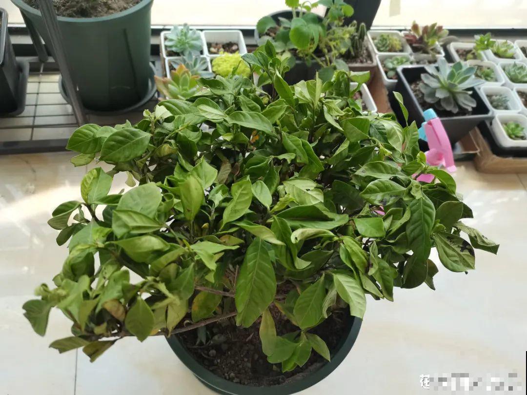 花成了光杆司令，剪一刀撒点药，很快冒新芽