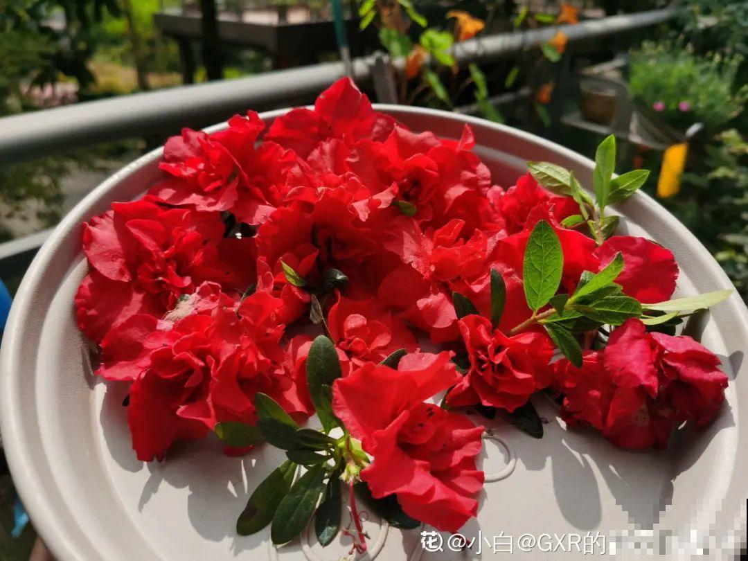 百合开花后，养分消耗太大，补充肥料是关键