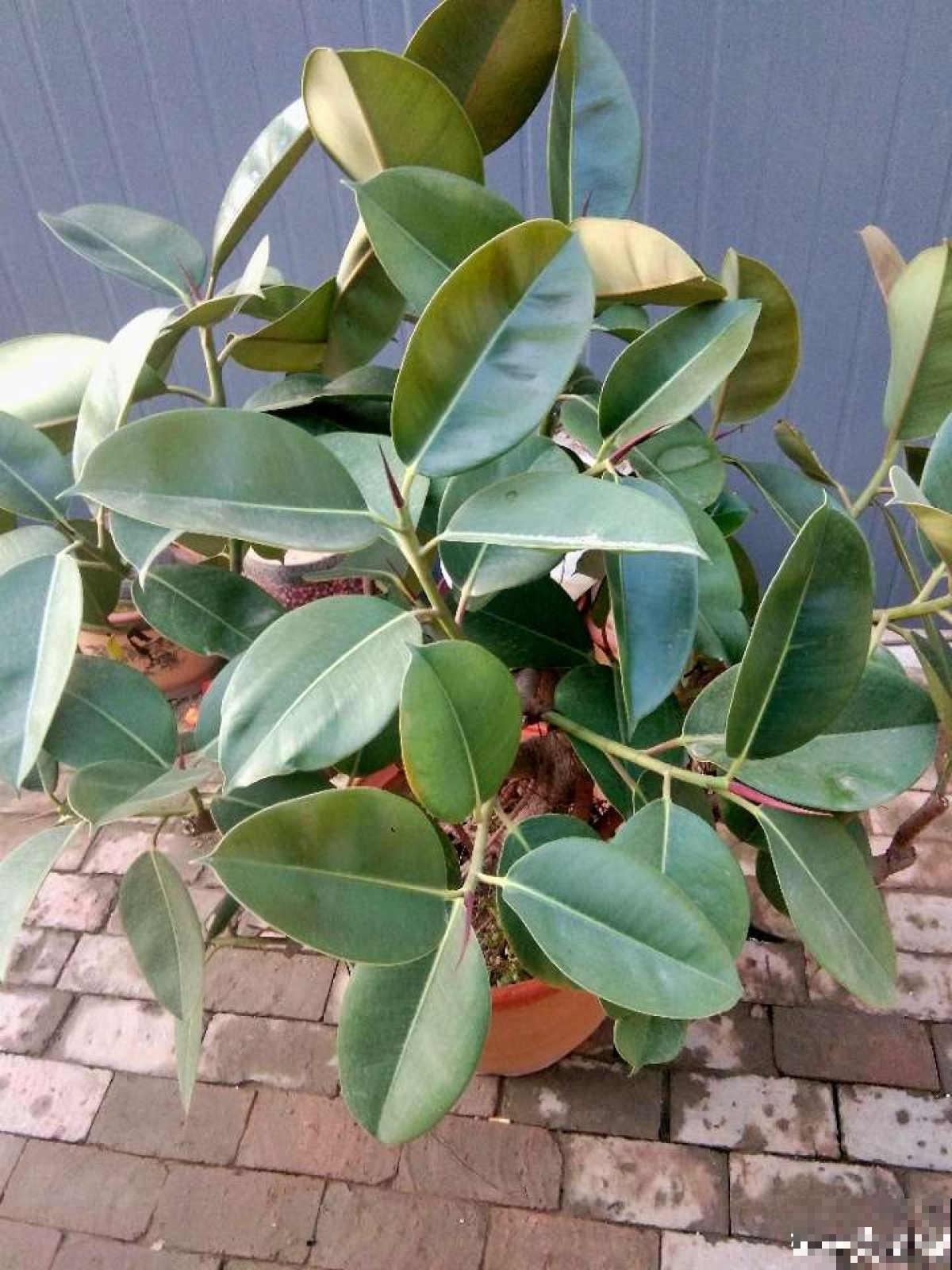 80种常见植物图解，出门识花不求人，倍儿有面子