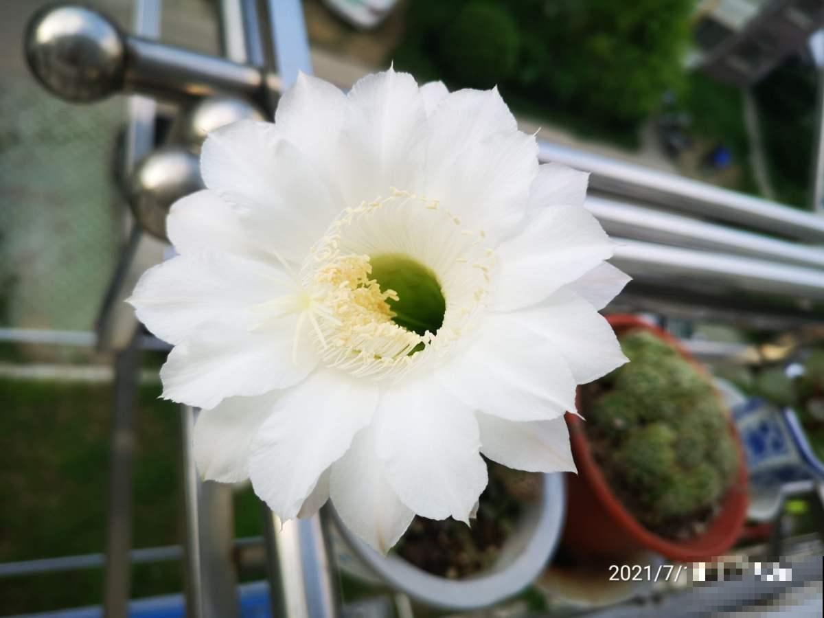 花期最短的4种花，昙花一现，短暂且美丽