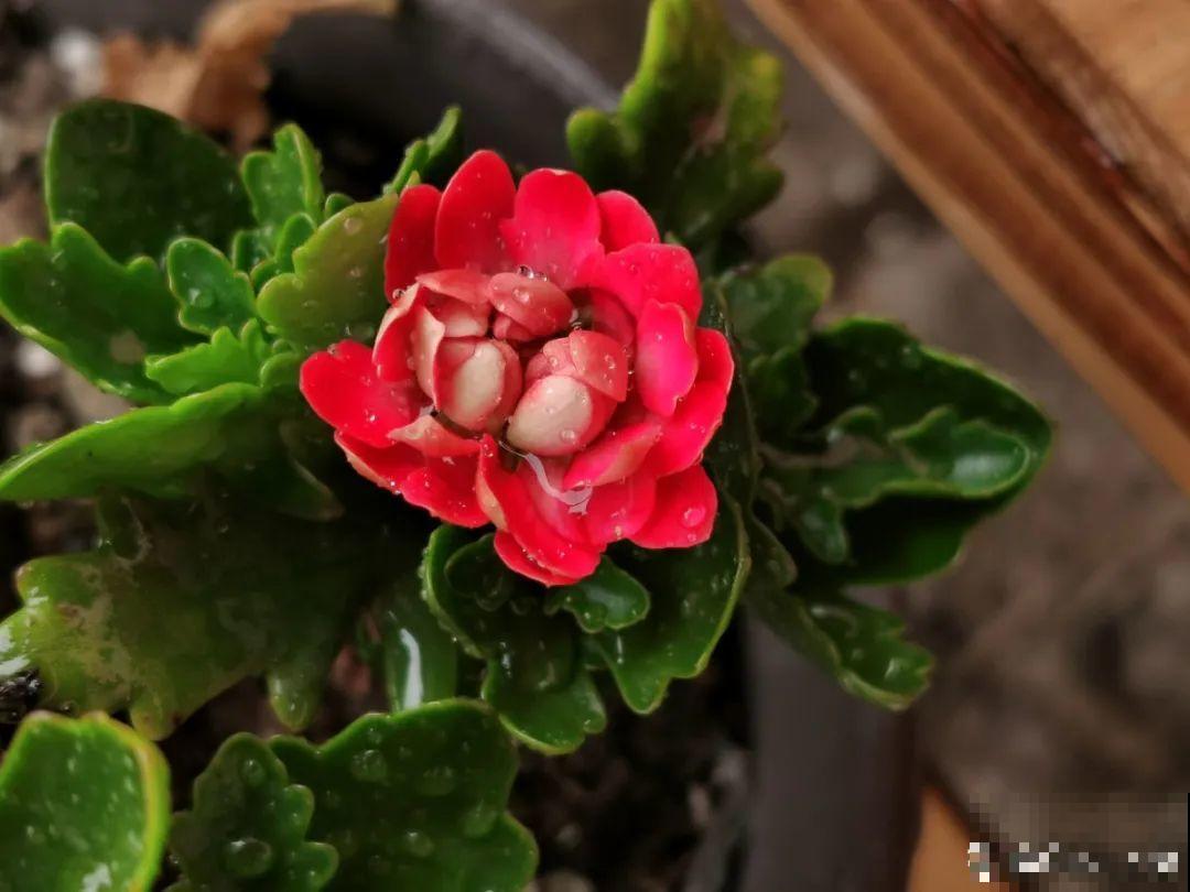 9种花最怕下雨天，一淋雨就死，太心疼了