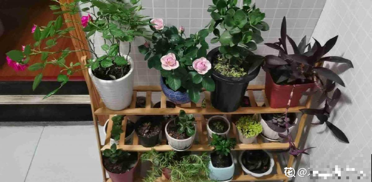 增加养花幸福感的“伴侣”，这3种必不可少，很容易就买到