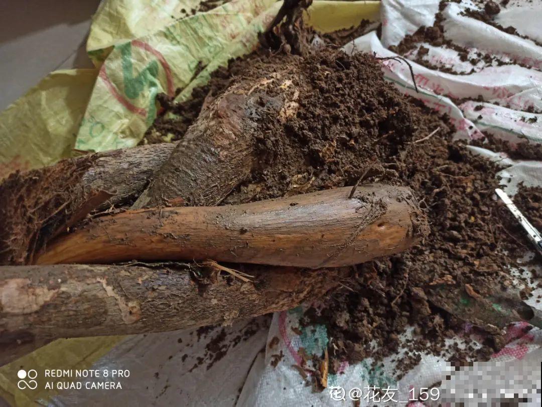 花杆子变黑，赶紧拔出来，立马换土