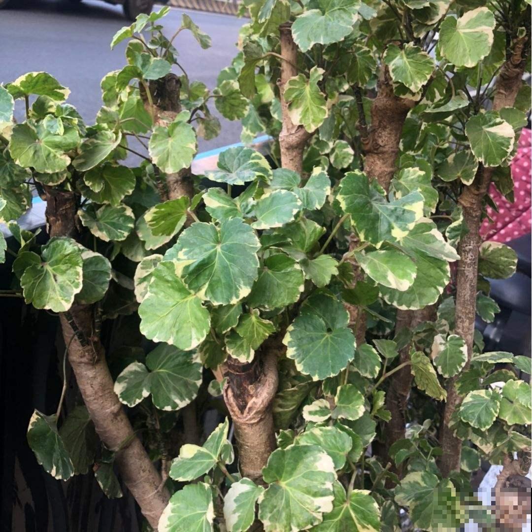 招财寓意植物大盘点，15种花养家里，有吉祥好兆头