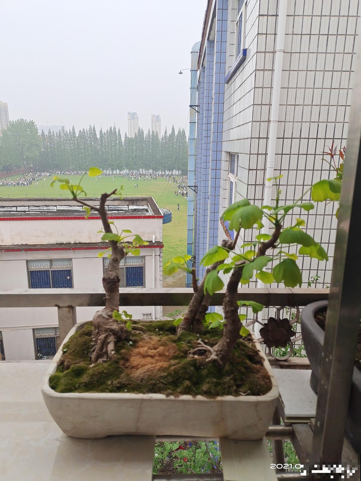 秋天银杏成了“黄金树”,颜值超高,为啥种的人很少 秋天银杏成了“黄金树”,颜值超高,为啥种的人很少