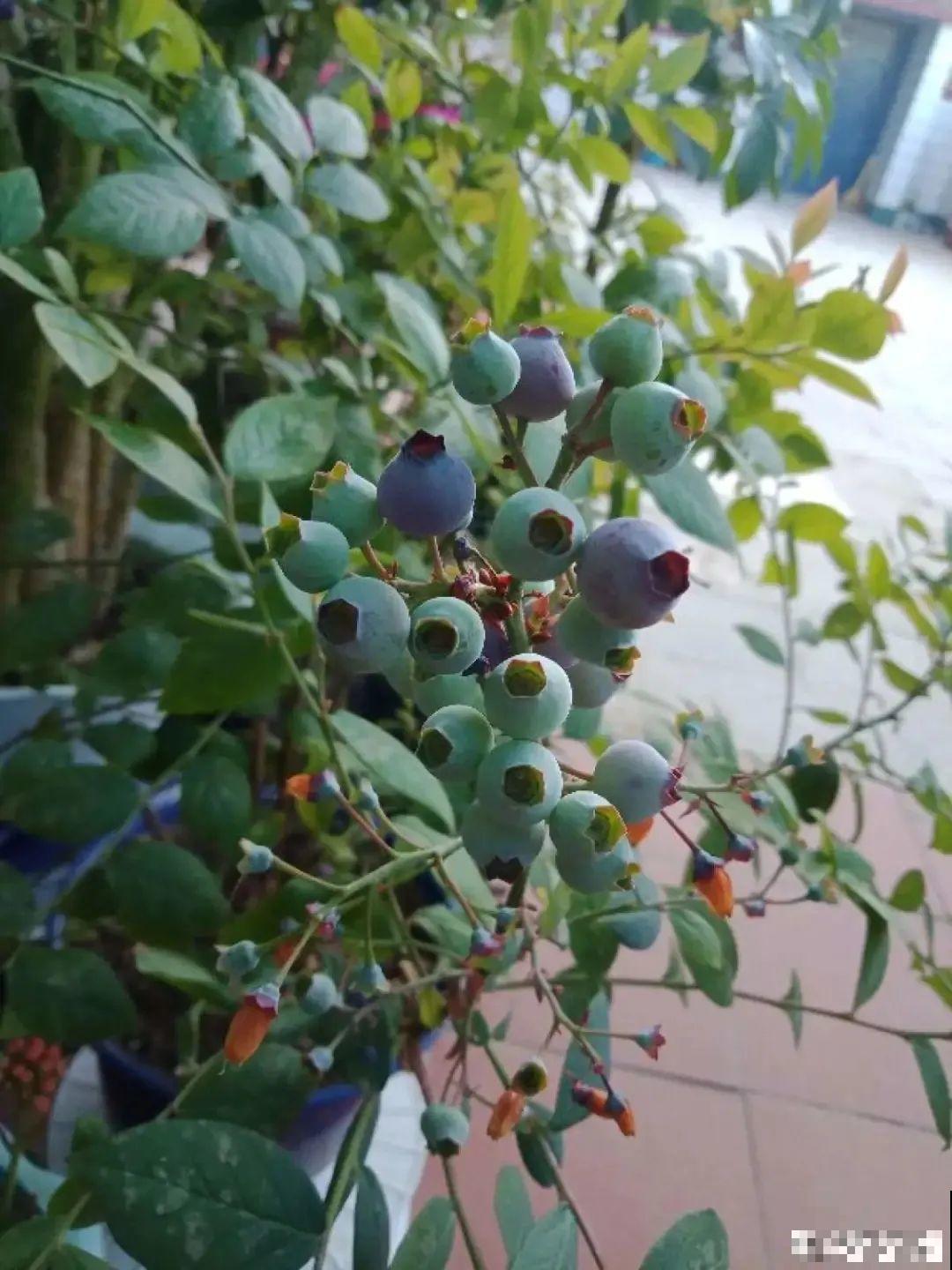 南北方都能养的蓝莓，家里种一棵，果子又大又甜