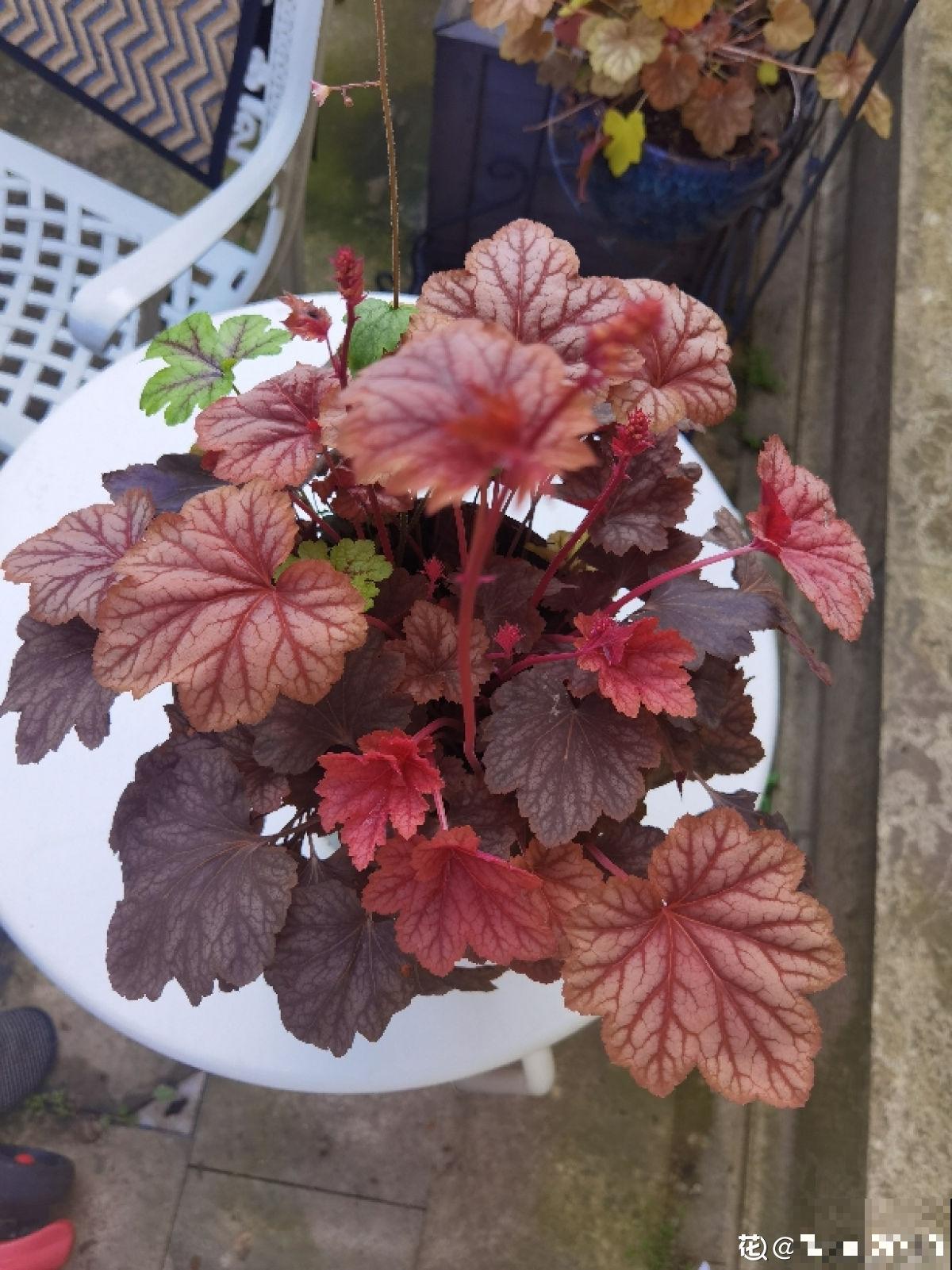 家里没有直射光，适合10种耐阴绿植生长，叶子花花绿绿像油画