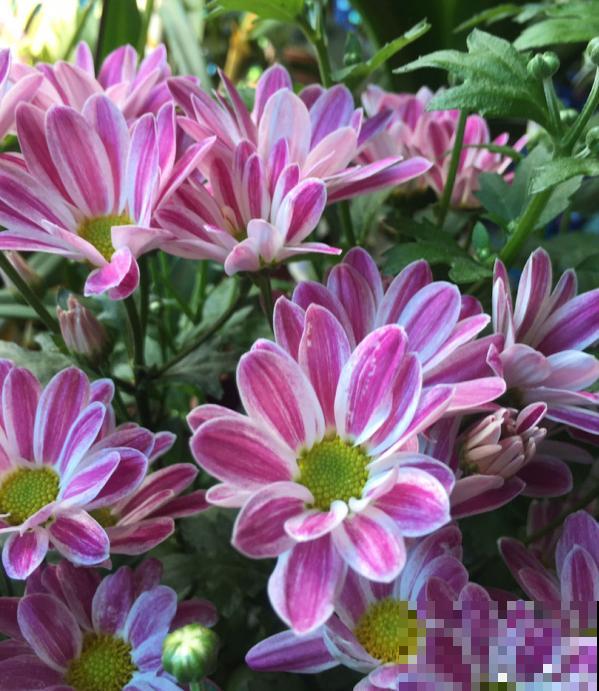 秋天是养花新高峰，院子赶紧种上4种花，美得像幅画