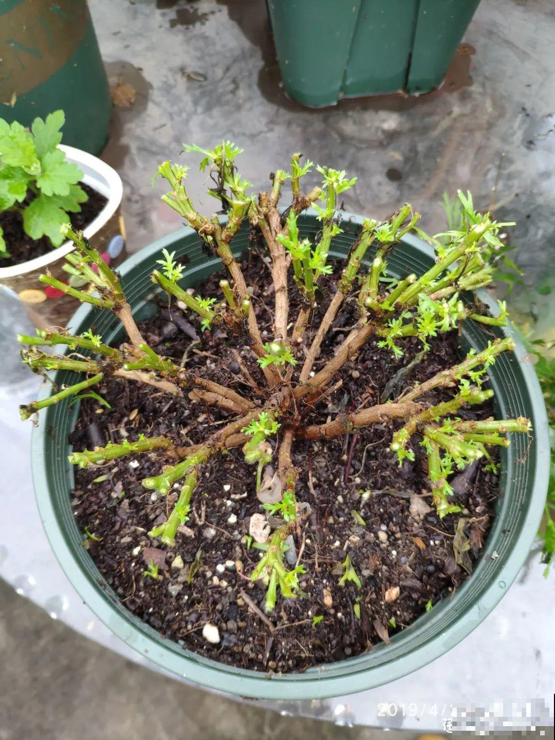 6种花夏天难养，贴土面砍一刀，新芽呼呼冒