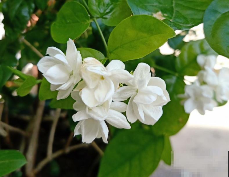 4种花容易“缺铁”，黄叶子、长不大，越养越差劲