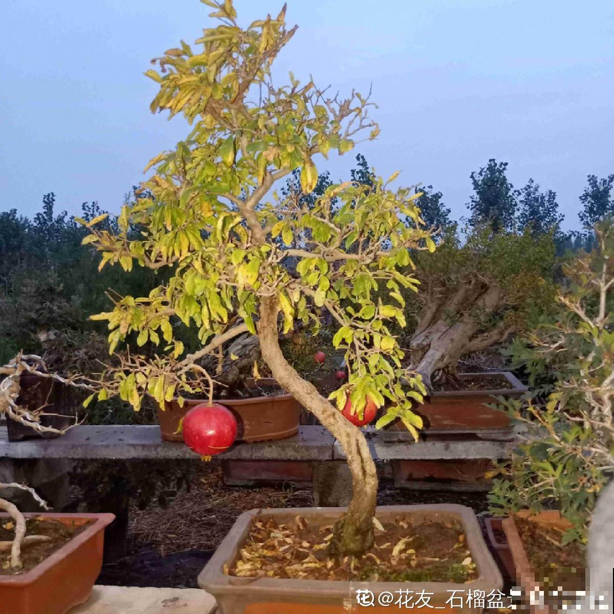 家有庭院,养好石榴盆栽,好运自然来 家有庭院,养好石榴盆栽,好运自然来