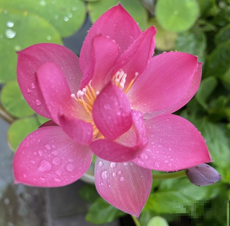 买花切忌跟风,适合自己的植物,才是最好的 买花切忌跟风,适合自己的植物,才是最好的