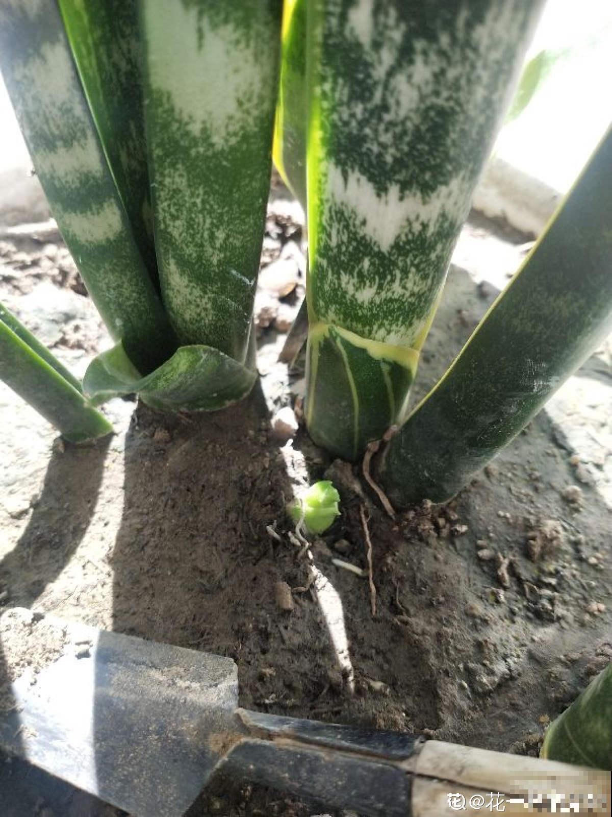 秋天养护虎尾兰,3个要点要注意,冒出满盆“小钢芽” 秋天养护虎尾兰,3个要点要注意,冒出满盆“小钢芽”