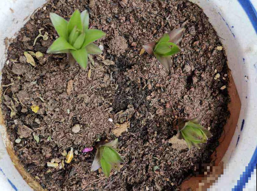 从零学起，4个养花基础知识，让养花变得更简单