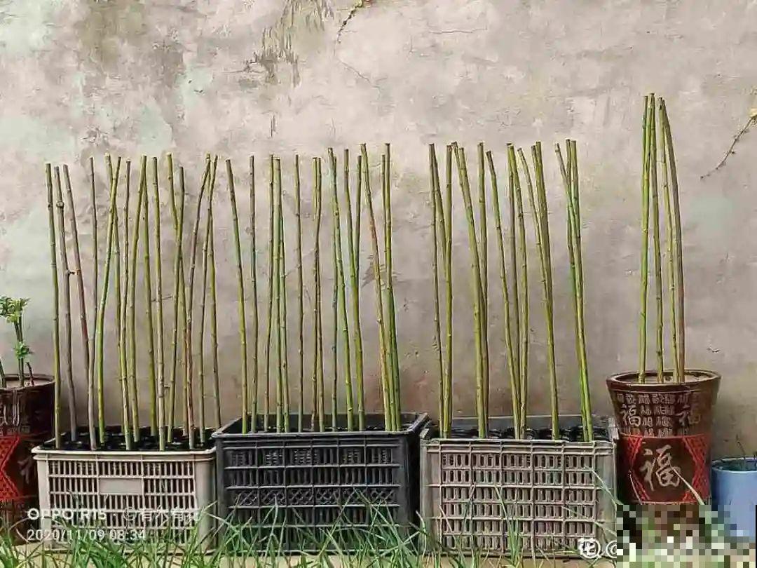 养了30年的玉树,扦插开出9色花,快来沾沾喜气 养了30年的玉树,扦插开出9色花,快来沾沾喜气