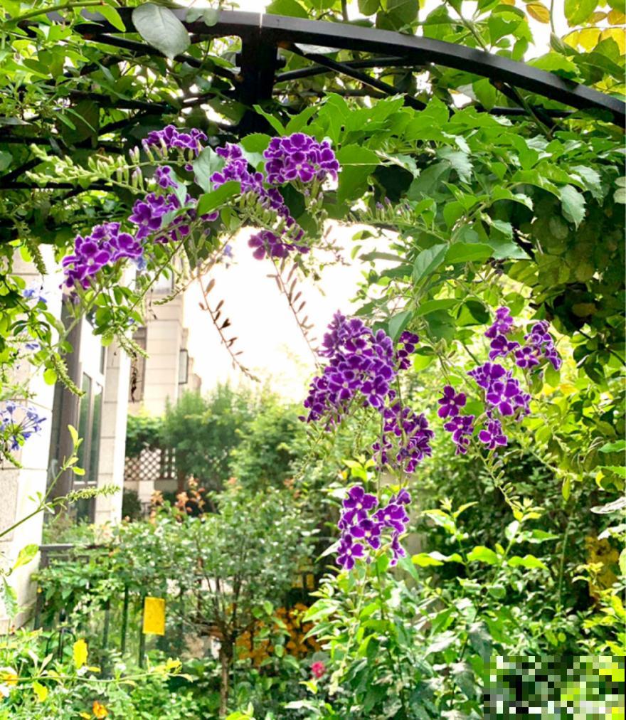 活的“香水花”,夏天一直开,满院子都是花香 活的“香水花”,夏天一直开,满院子都是花香