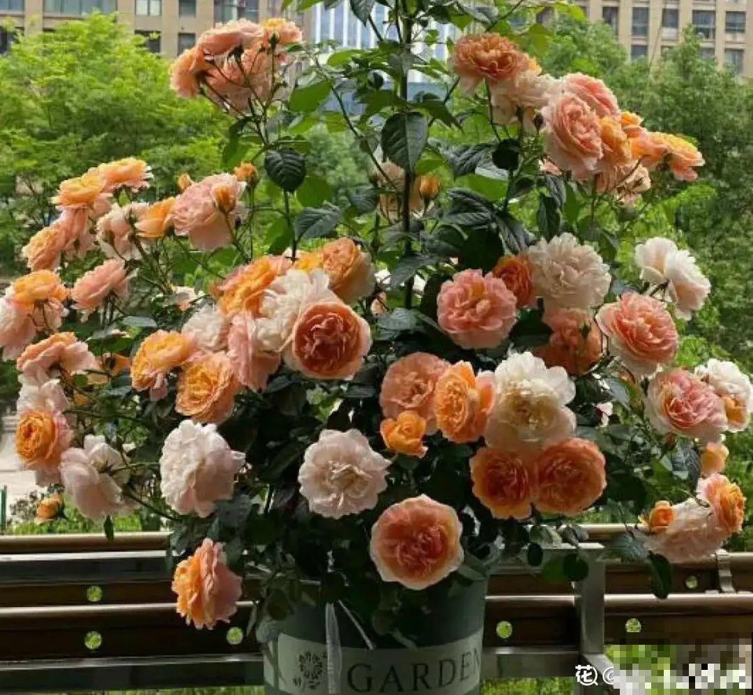 夏天养花，就怕乱浇水，千万不能积水