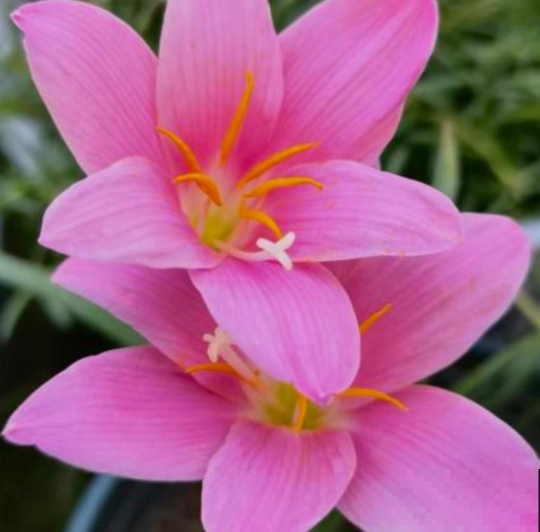 有故事的花，不在于多么金贵