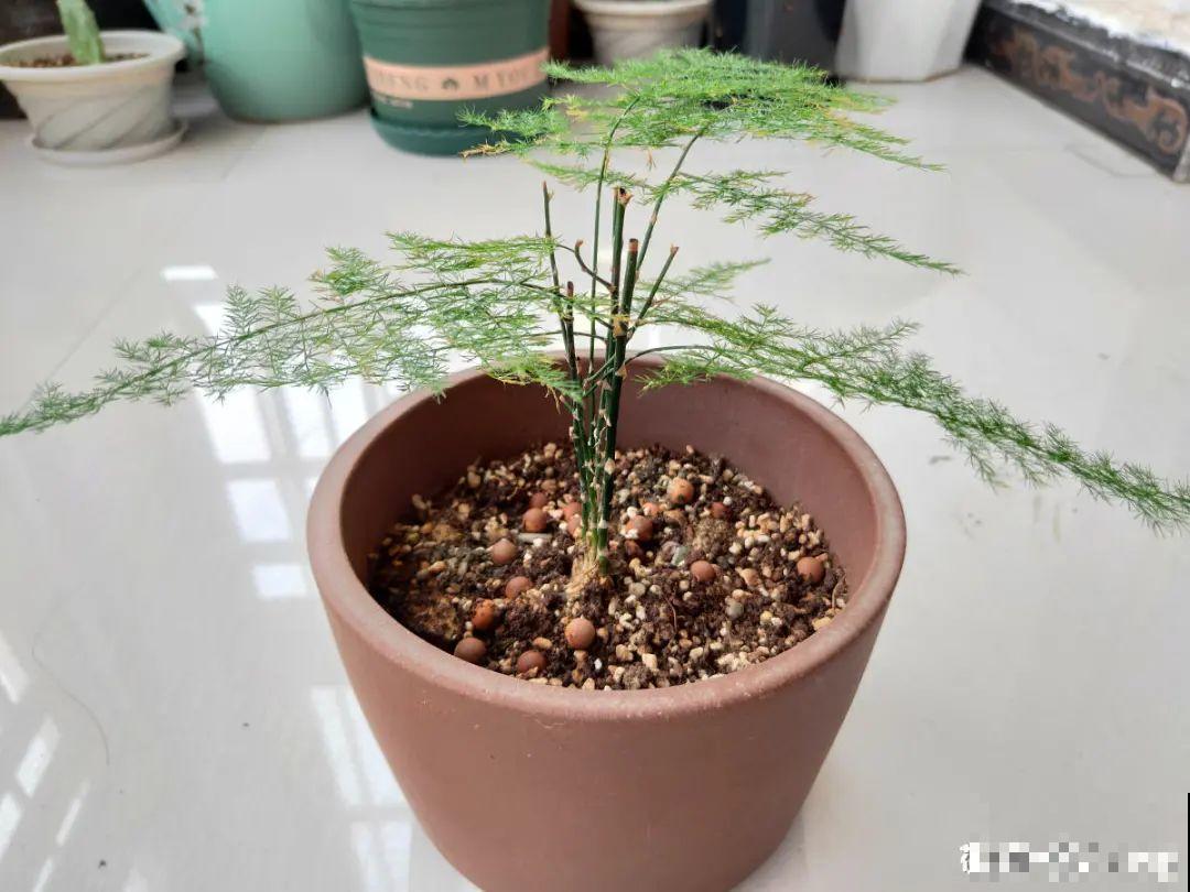 夏天养文竹，不能暴晒，不然叶子都黄了