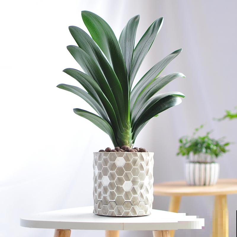 招财寓意植物大盘点，15种花养家里，有吉祥好兆头