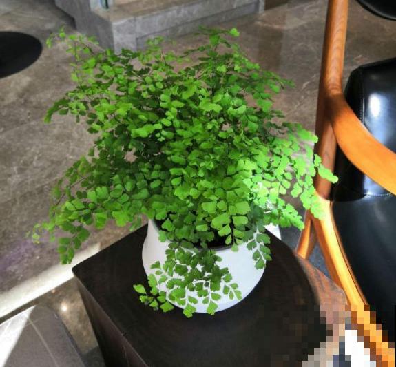 秋天养盆“杀菌花”，香味四溢增加湿度，还能净化室内空气