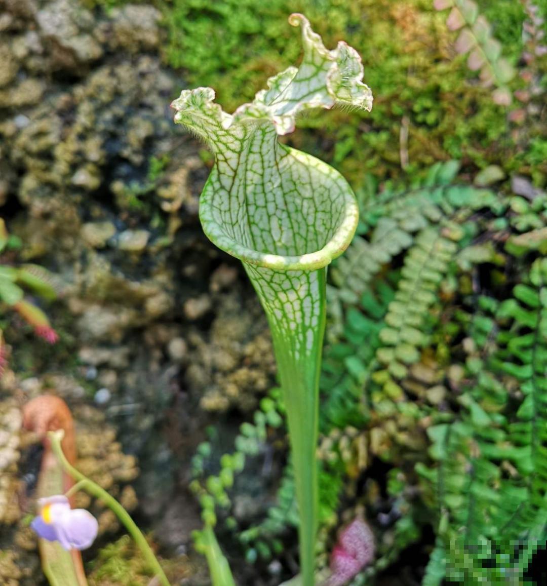 江西无蚊村,种满“驱蚊树”,一年四季没蚊子 江西无蚊村,种满“驱蚊树”,一年四季没蚊子