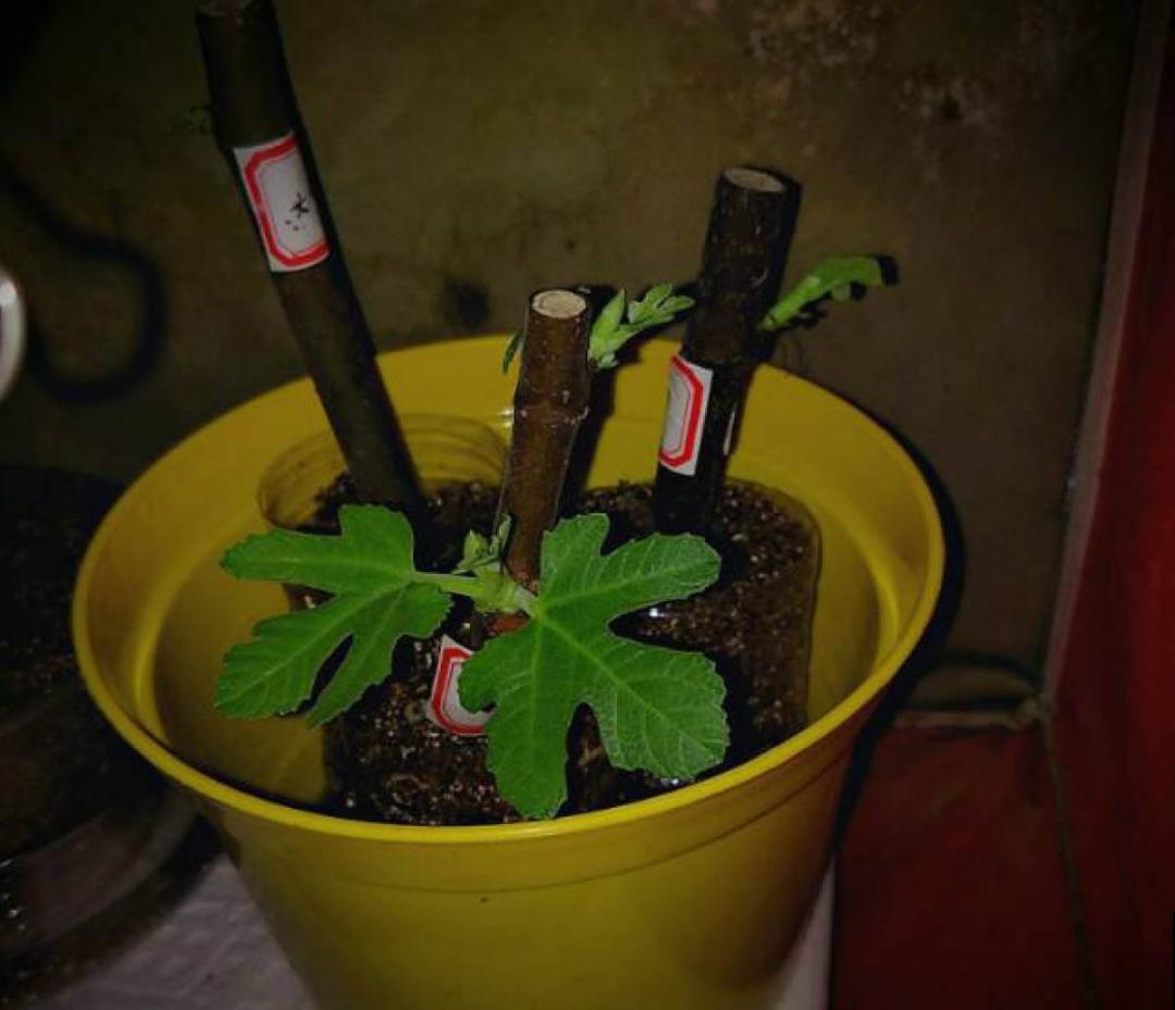 立秋后，7种花要扦插，满盆开花结果子