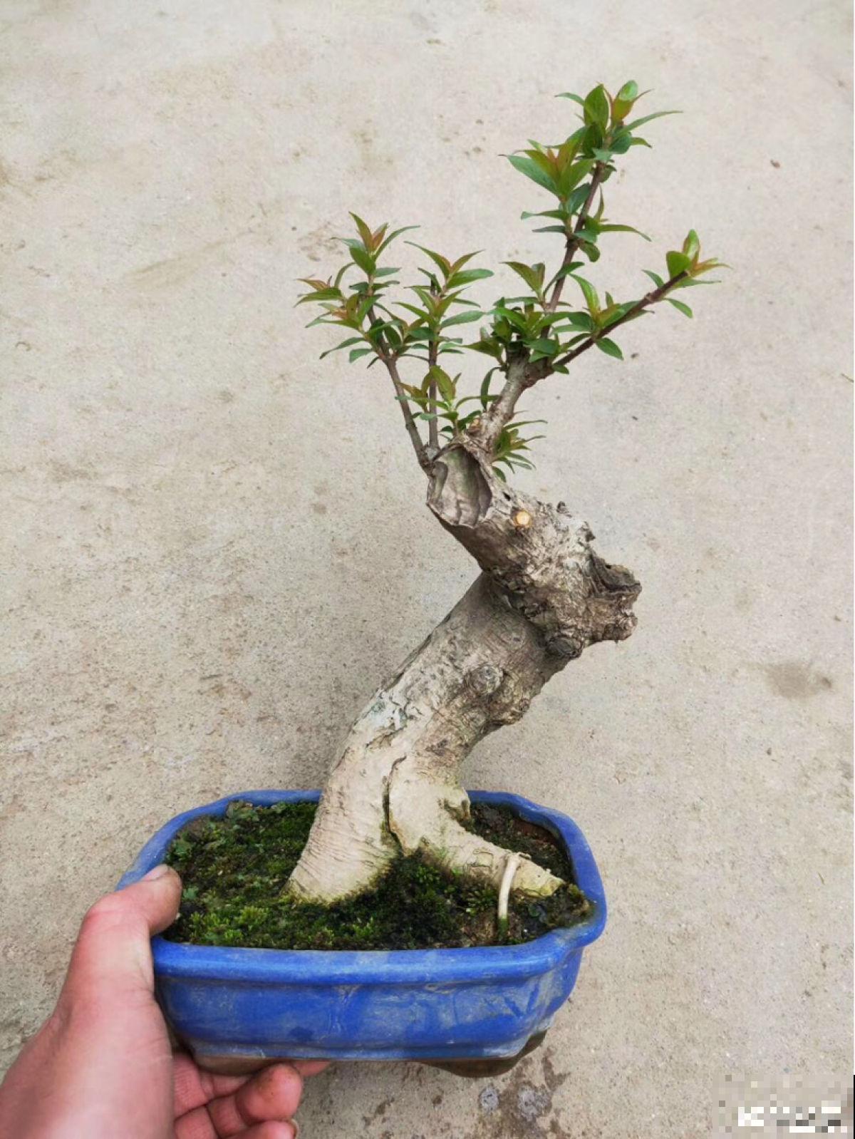 杨梅加“水”，就能做盆景，5个步骤，打造高雅水杨梅盆景