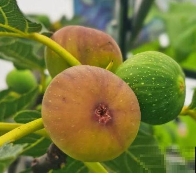 无花果一吃就上瘾，又软又甜，止咳润肺助消化！