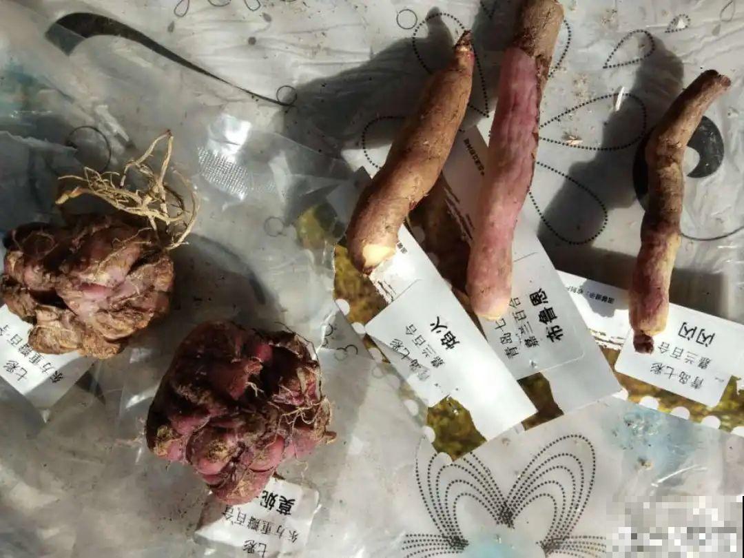 三伏天超美的10种花,妥妥的“开花楷模”,你养了几种? 三伏天超美的10种花,妥妥的“开花楷模”,你养了几种?