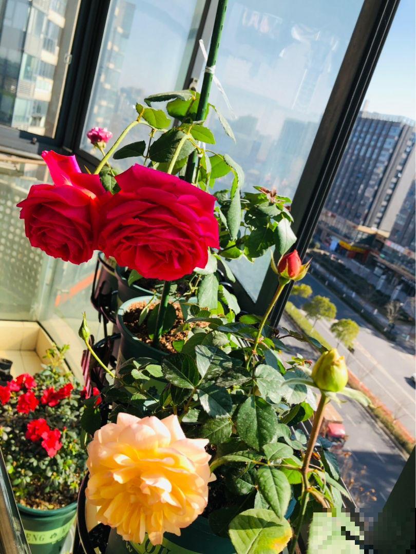 夏天买回家的花，学会3个细节，不怕烂根