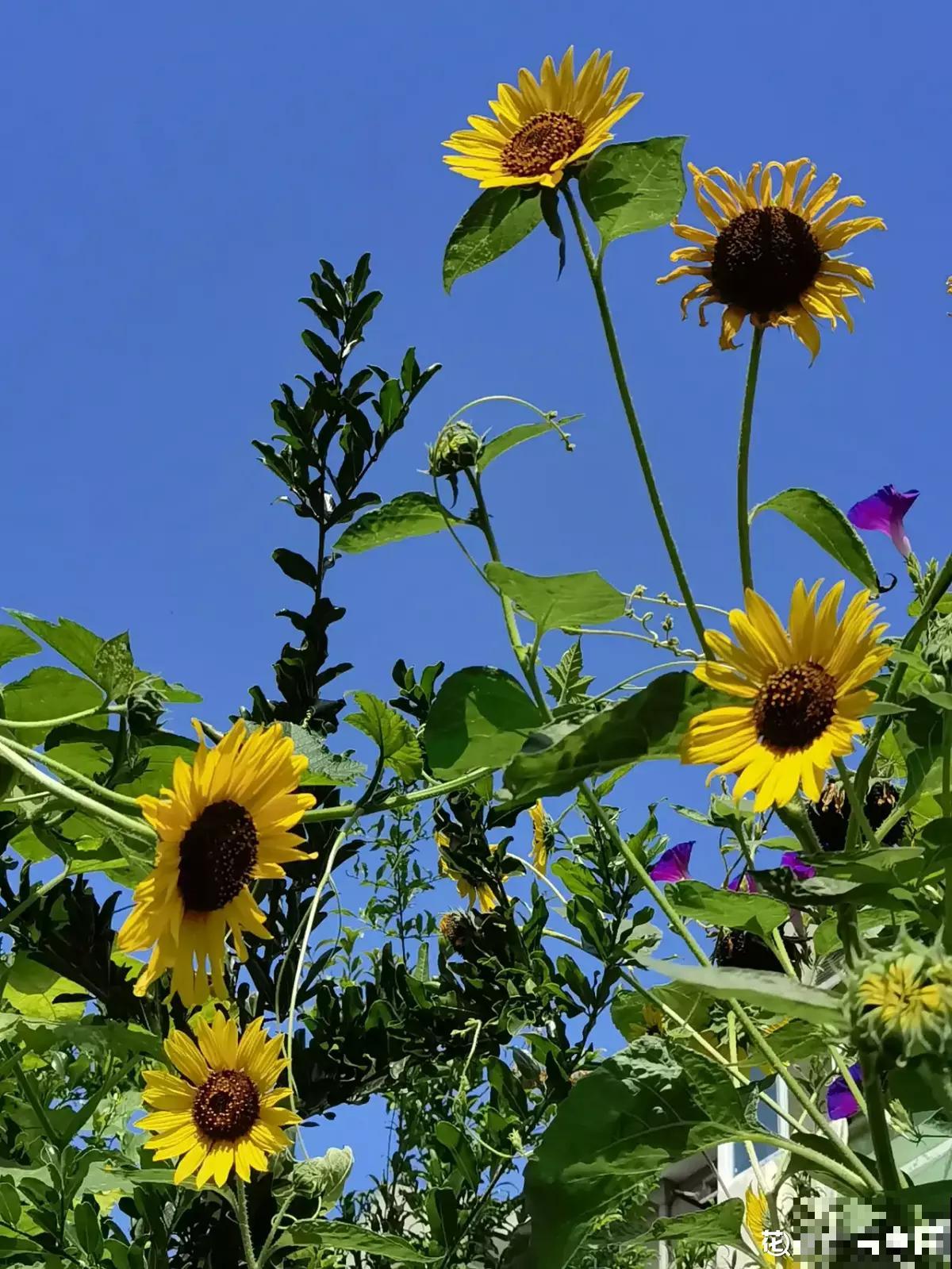养花和性格息息相关,什么性格喜欢什么花,你同意吗 养花和性格息息相关,什么性格喜欢什么花,你同意吗