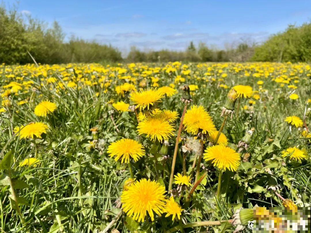 路边不起眼的草，种院子里用处大，还能清热降暑气
