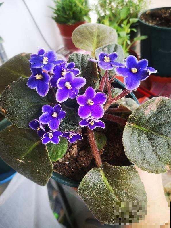 4种花现在要搬进屋，要是再晒下去，就要晒成“枯草”