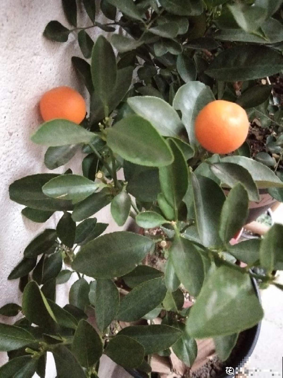 盆栽柑橘想结果，只需5个步骤，养好了就能结出“金元宝”