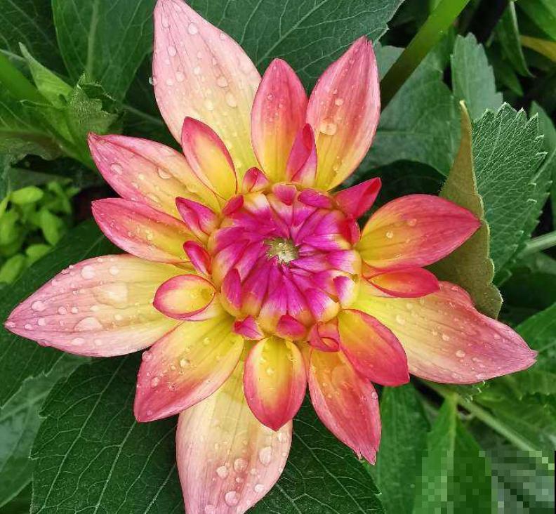 梅雨季养花,一定要注意5要点,不然花全涝死了 梅雨季养花,一定要注意5要点,不然花全涝死了