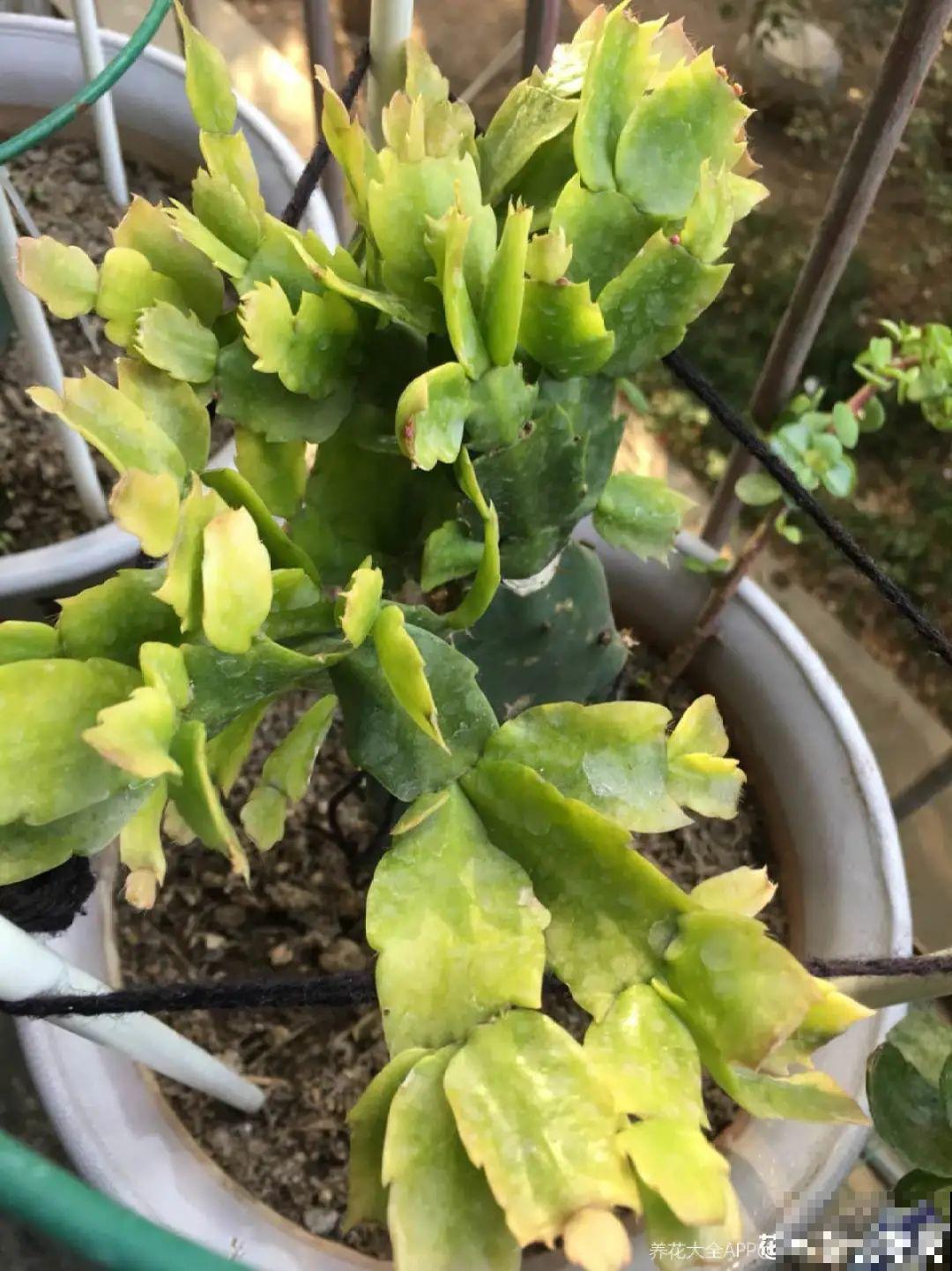 8种花夏天不能买,买回来就死,白浪费钱 8种花夏天不能买,买回来就死,白浪费钱