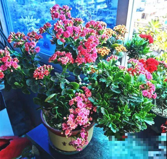 养了30年的玉树,扦插开出9色花,快来沾沾喜气 养了30年的玉树,扦插开出9色花,快来沾沾喜气