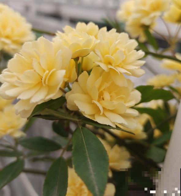 农村常见的3种花，栽种起来得谨慎，生长速度堪比生物入侵