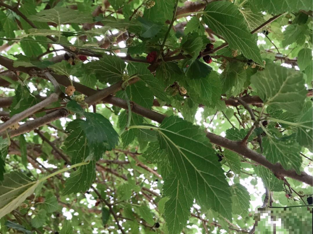 前不栽桑，后不栽柳，院中不种“鬼拍手”，是迷信还是智慧？