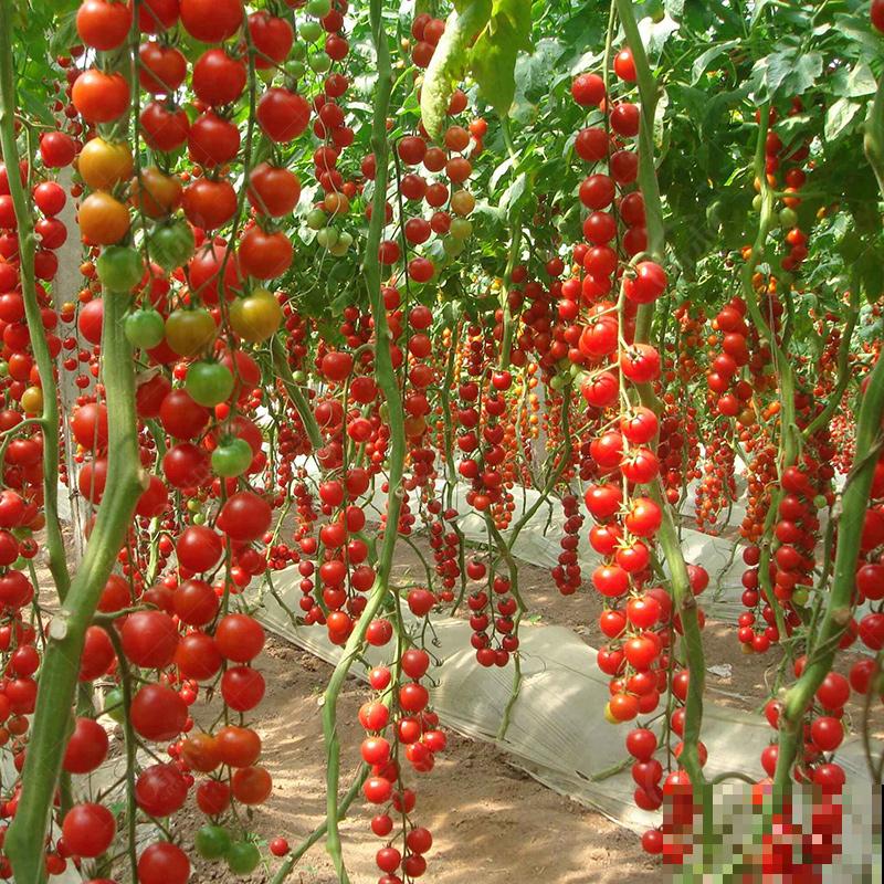 家中就能养的4种水果,好吃又好养,不用自己买水果了 家中就能养的4种水果,好吃又好养,不用自己买水果了