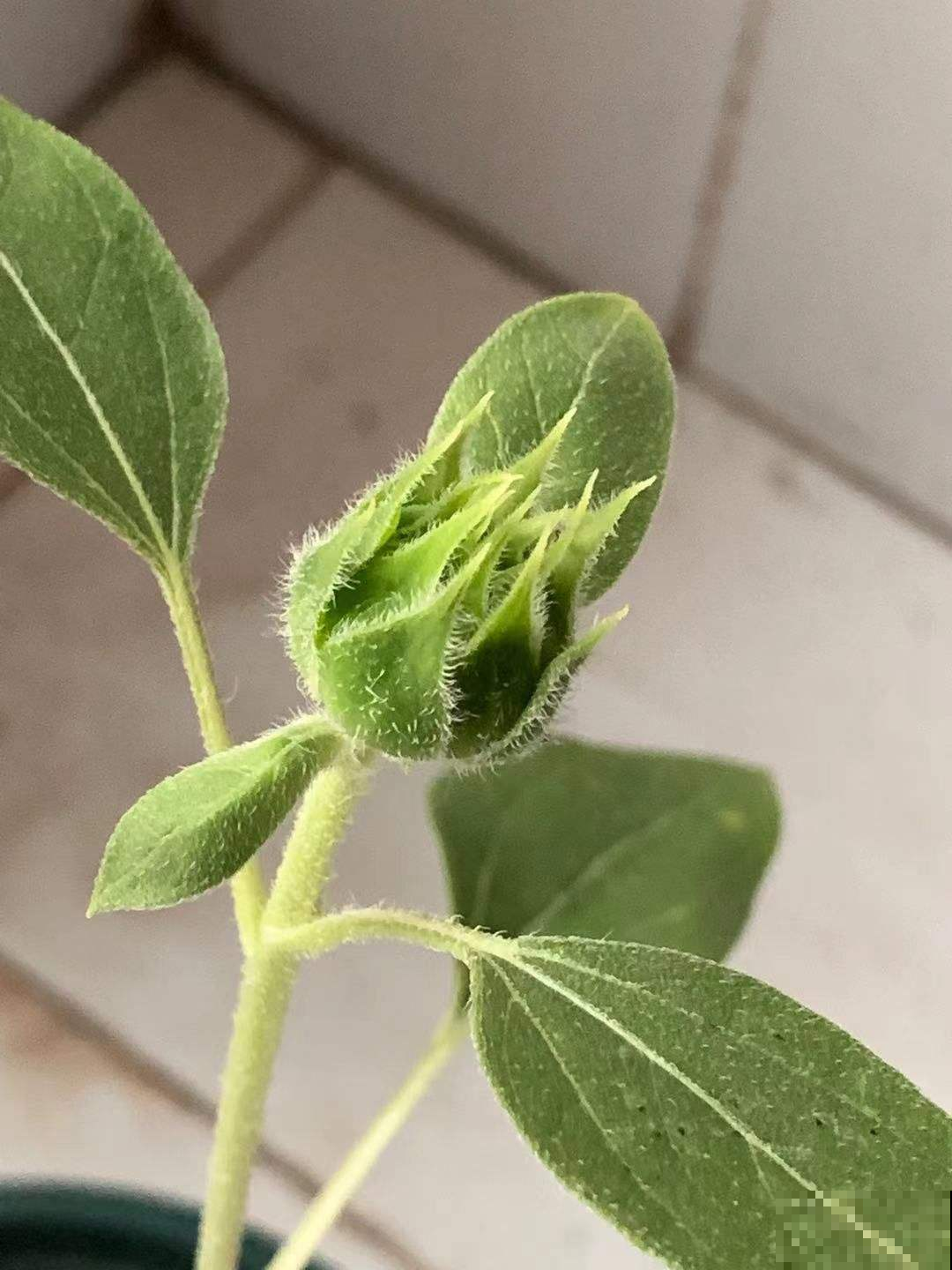 揭秘！每天跟着太阳走，向日葵真的“向日”吗？