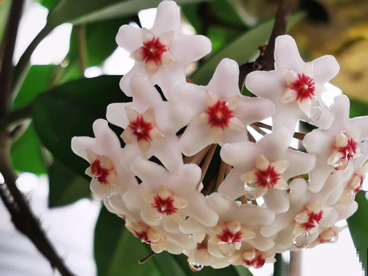 4种花现在要搬进屋，要是再晒下去，就要晒成“枯草”