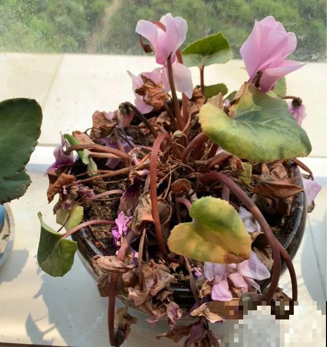 三伏天,8种花进入“鬼门关”,切莫大意 三伏天,8种花进入“鬼门关”,切莫大意