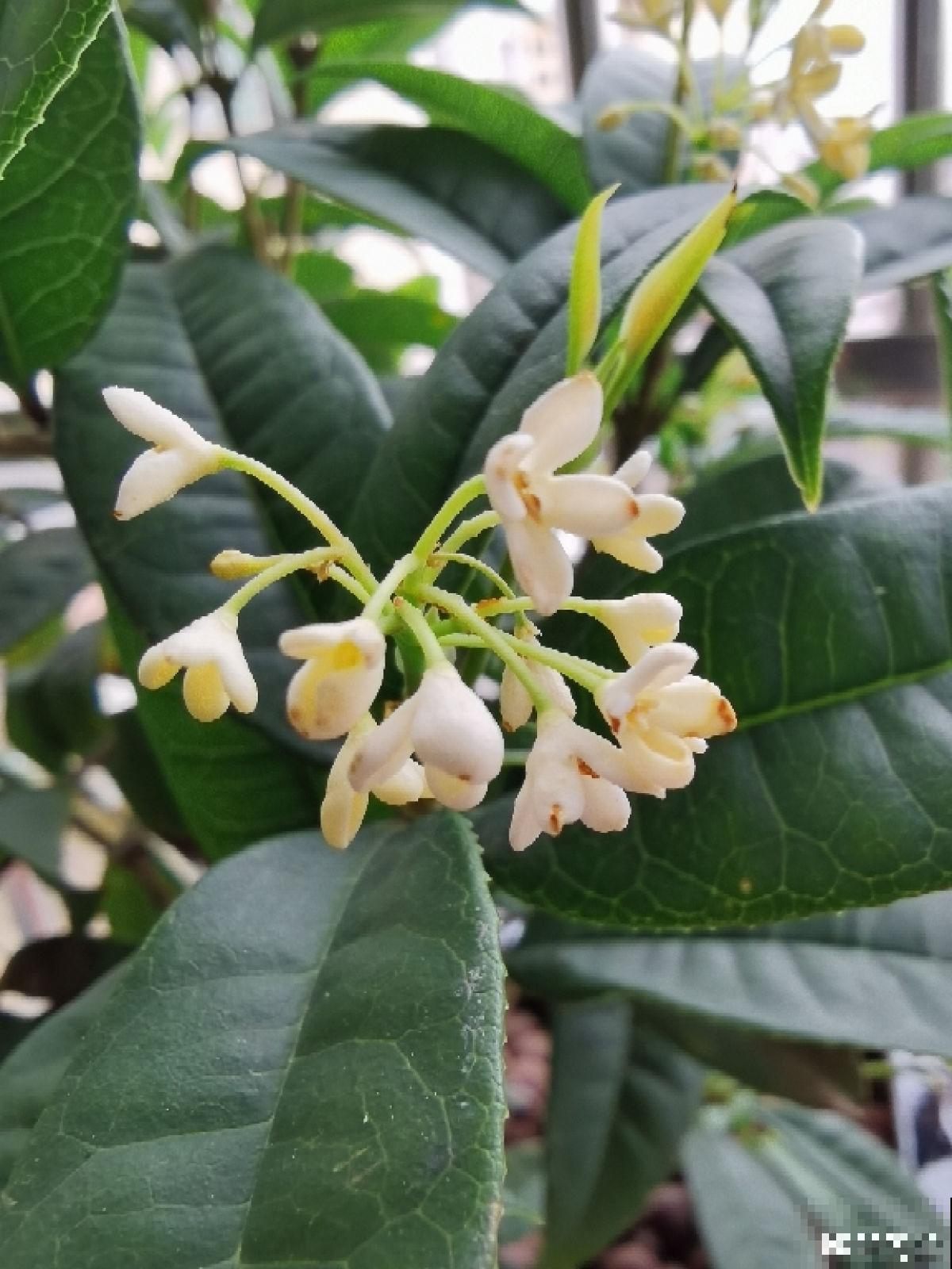 20种常见花,一句话说到浇水要点,赶紧学学 20种常见花,一句话说到浇水要点,赶紧学学